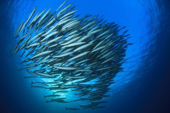 Chumphon Pinnacle-Koh Tao 2 dive trip for certified divers - Key things I’d bank on before you go