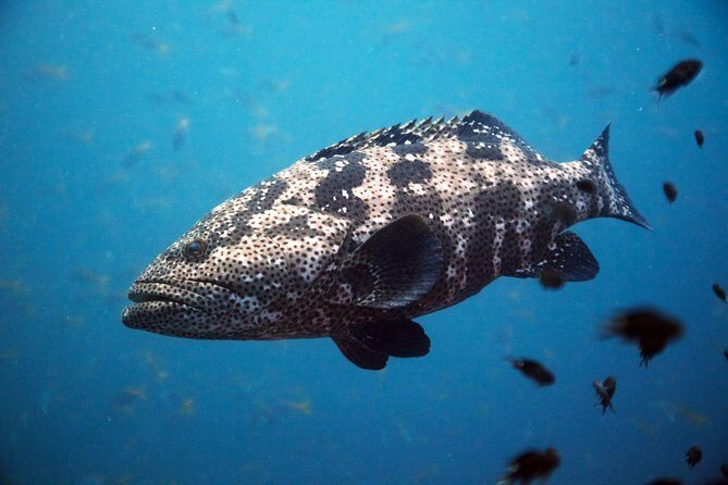 Chumphon Pinnacle-Koh Tao 2 dive trip for certified divers - Certified scuba on a speedboat loop: Koh Samui to Chumphon and Koh Tao