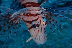 Chumphon Pinnacle-Koh Tao 2 dive trip for certified divers - Price and what you’re actually getting for $194.88