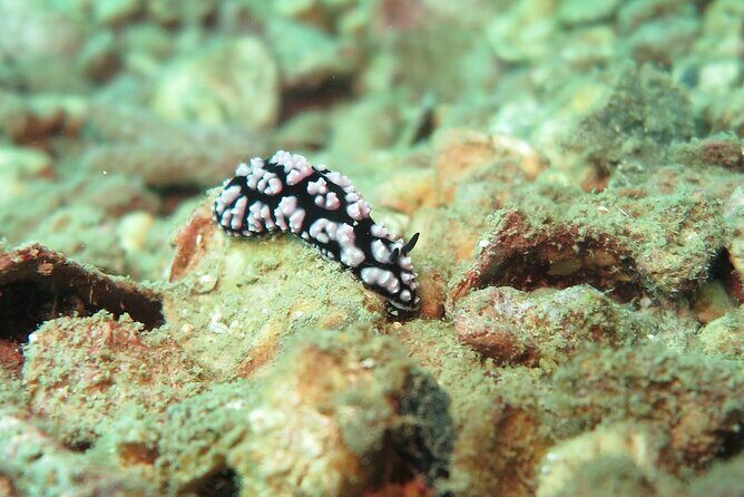 Chumphon Pinnacle-Koh Tao 2 dive trip for certified divers - Boat day reality: timing, group size, and transfers that keep stress low