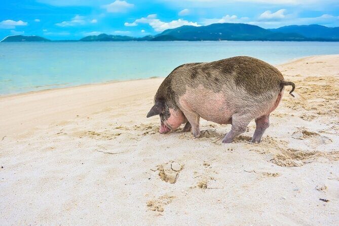 Discover Pig Island & Koh Tan: Private Longtail Trip - Pig Island (Ko Mat Sum / Koh Madsun): Pigs, Photos, and a Short Beach Escape