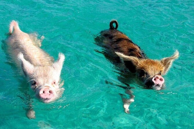 Discover Pig Island & Koh Tan: Private Longtail Trip - Logistics That Matter: Pickup, Timing, and Where the Day Ends