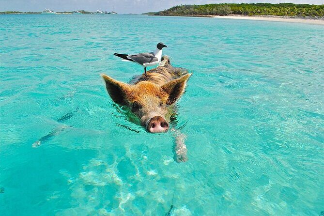 Discover Pig Island & Koh Tan: Private Longtail Trip - Koh Tan Stop: Snorkeling, Optional Kayaking, and Island Downtime