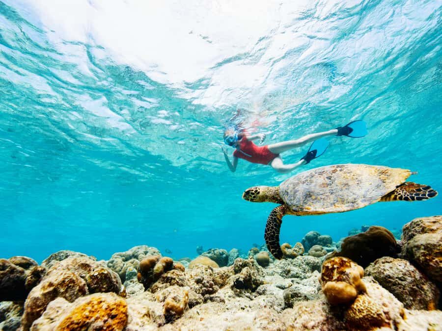 From Samui: Koh Tao and Nangyuan Snorkeling Tour Day Trip - Key Takeaways Before You Go