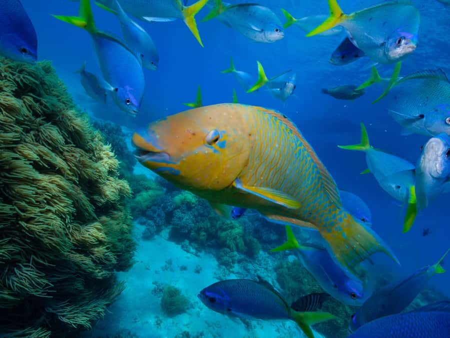 From Samui: Koh Tao and Nangyuan Snorkeling Tour Day Trip - The Nangyuan snorkeling stops: what you gain (and what can disappoint)
