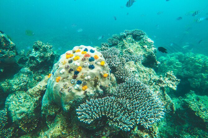 Full-Day Cruise of Koh Nang Yuan and Koh Tao From Koh Samui - Price and real value: what you’re paying for (and what to budget extra)