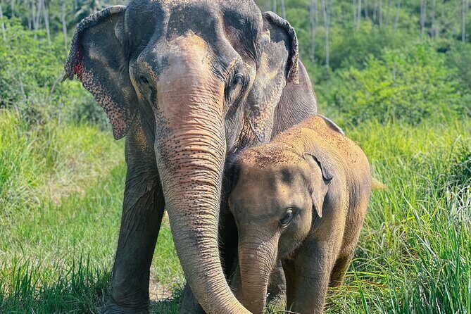 Half Day Elephant Home Sanctuary in Samui - Quick highlights at Samui Elephant Home (Koh Samui)