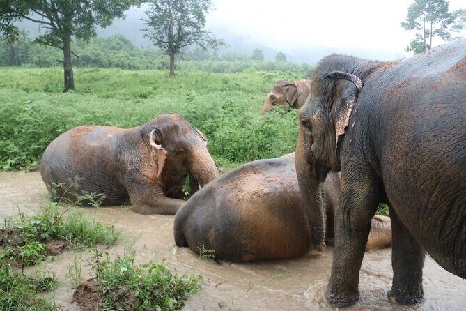 Half Day Elephant Home Sanctuary in Samui - Getting up close without riding: what you’re actually doing with elephants