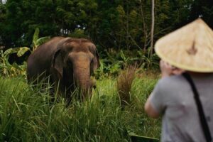 Half Day Elephant Home Sanctuary in Samui - Stop to stop: how the activities feel from start to finish