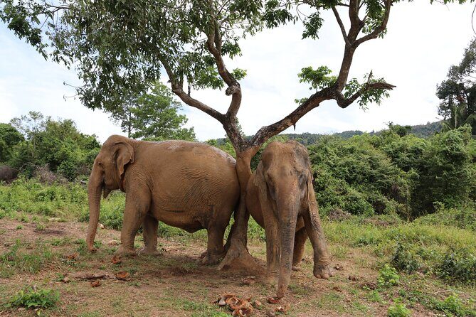 Half Day Elephant Home Sanctuary in Samui - What you learn: elephant history and practical care lessons