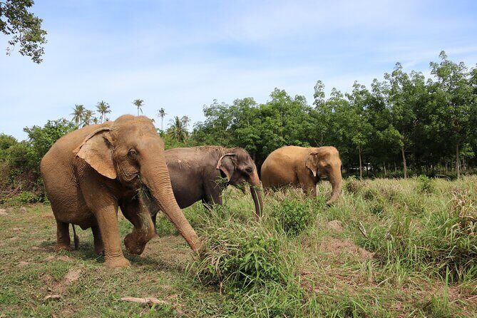 Half Day Elephant Home Sanctuary in Samui - The elephant-welfare angle: why this sanctuary feels different