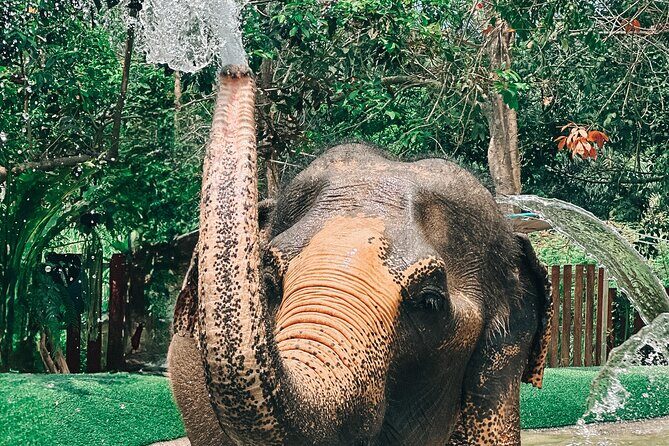 Half Day Elephant Home Sanctuary in Samui - Price and value: is $97.83 worth it?