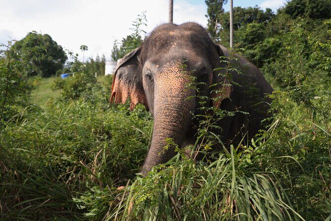Half Day Elephant Home Sanctuary in Samui - Practical tips: how to get the most out of a jungle elephant day