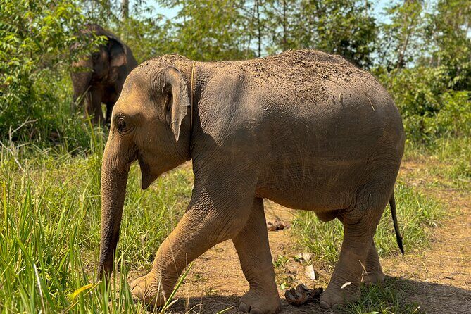 Half Day Elephant Home Sanctuary in Samui - Who should book (and who might want a different option)