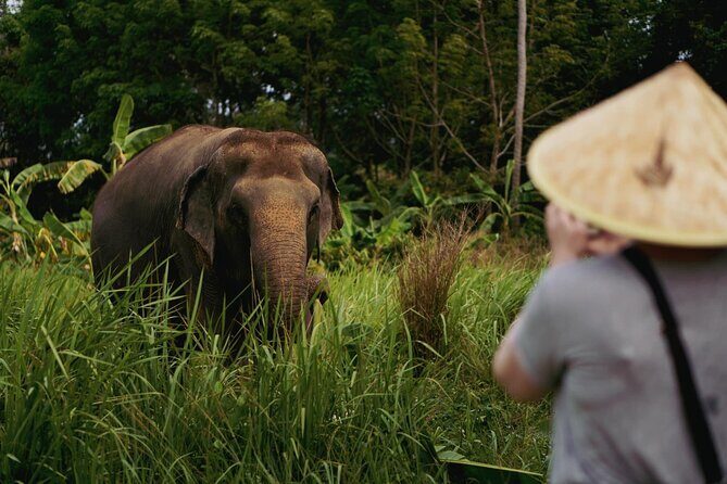 Half Day Elephant Home Sanctuary in Samui - Stop to stop: how the activities feel from start to finish