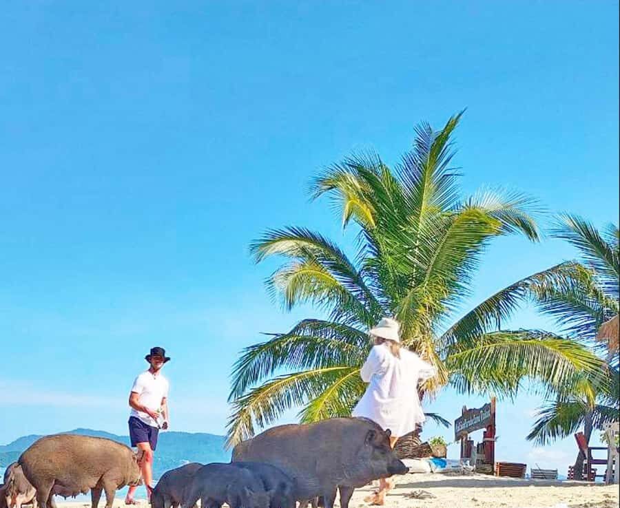 Ko Samui: Pig Island Snorkeling and Koh Tan Speedboat Tour - Why this Koh Samui pig-and-snorkel mix is such good value