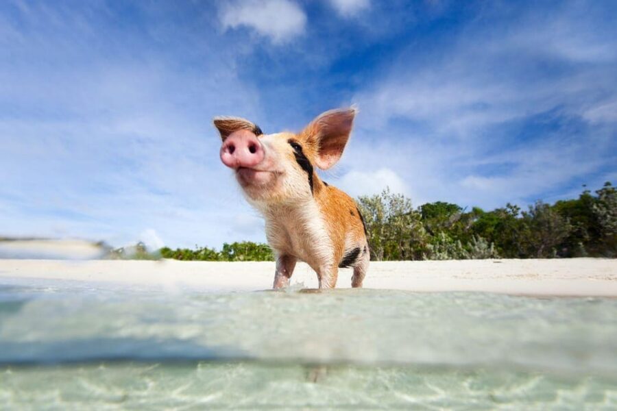 Ko Samui: Private Longtail Boat Tour to Koh Madsum & Koh Tan - Who this private Koh Tan & Pig Island trip fits best
