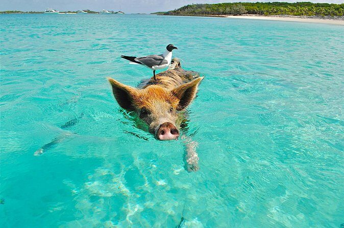 Koh Madsum (pig island) Koh Ten, Five island Tour - Koh Madsum (Pig Island): what this famous stop is really like