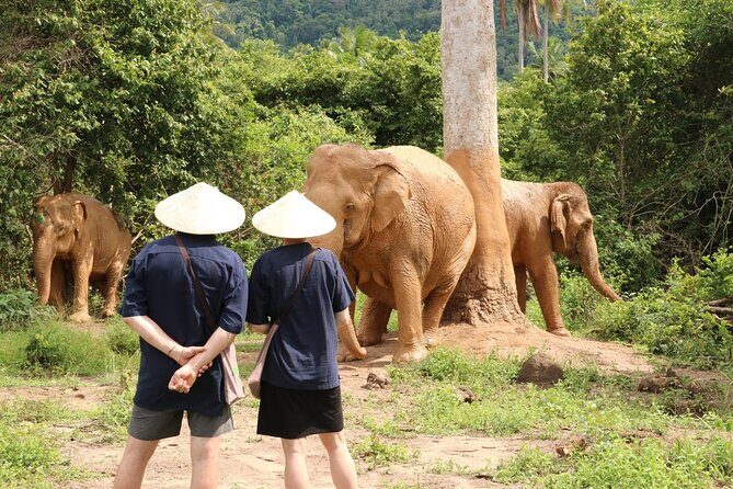 Koh Samui Elephant Home Sanctuary and the first Elephant Museum - Key things to know before you go
