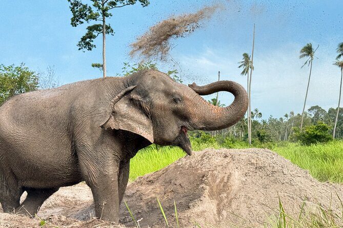 Koh Samui Elephant Home Sanctuary and the first Elephant Museum - Stop 3: Jungle walk with free-roaming elephants and mud-cooling moments