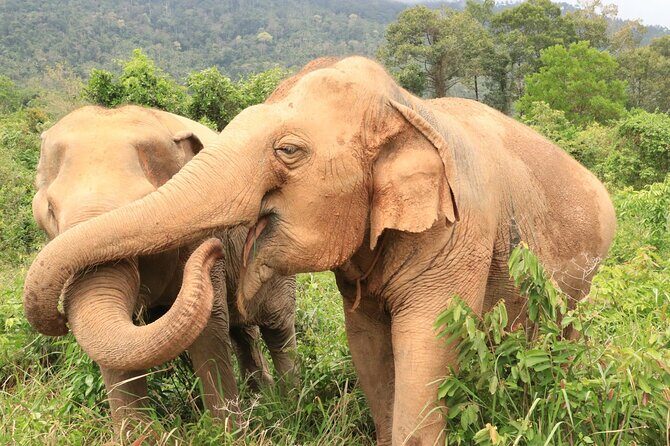 Koh Samui Elephant Home Sanctuary and the first Elephant Museum - The conservation finale: launch the seed bombs with a slingshot