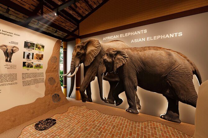 Koh Samui Elephant Home Sanctuary and the first Elephant Museum - What makes this tour feel ethical (and not just educational)