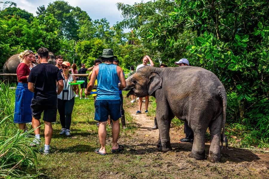 Koh Samui: Elephant Sanctuary and Jungle Tour with Lunch - How the day feels: a 6-hour sampler of Samui’s wild side