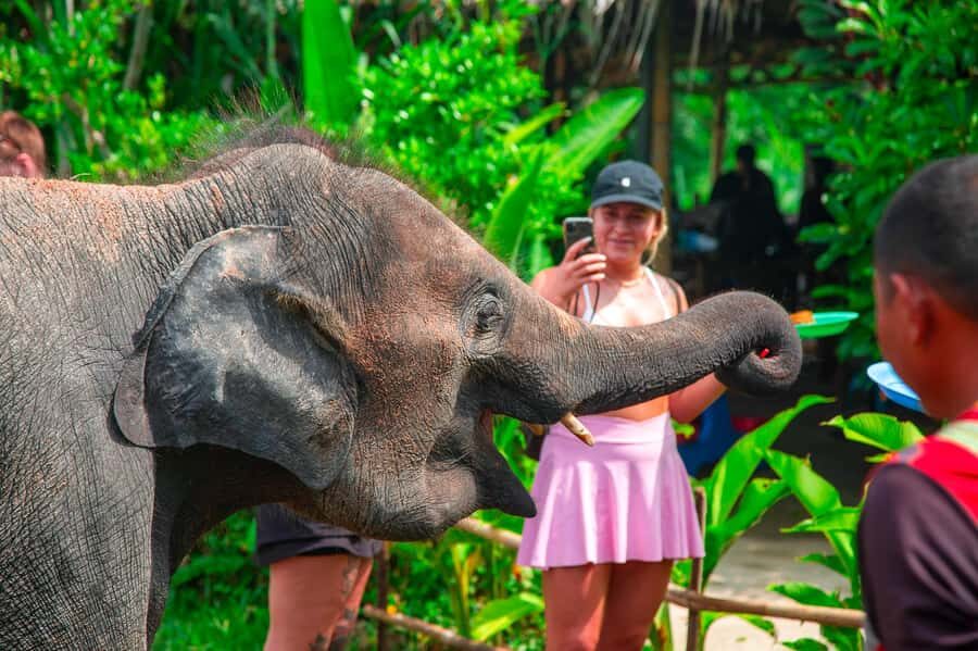 Koh Samui: Elephant Sanctuary and Jungle Tour with Lunch - Pickup, 4WD driving, and what “wait time” really means