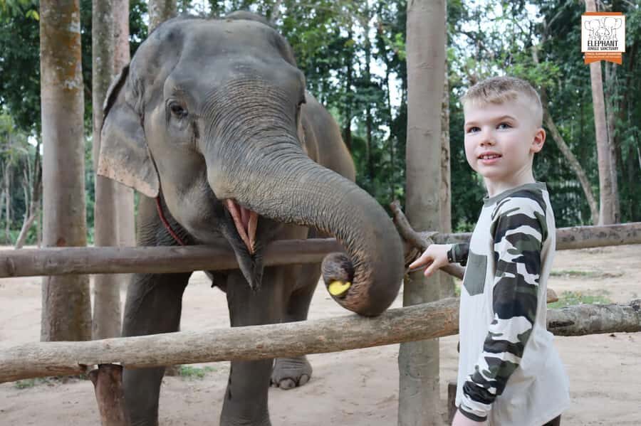 Koh Samui: Elephant Sanctuary Entry and Feeding Experience - Should You Book This Elephant Jungle Sanctuary Feeding Entry in Koh Samui?
