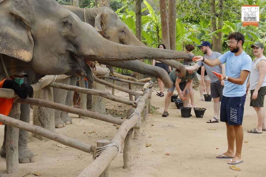 Koh Samui: Elephant Sanctuary Entry and Feeding Experience - What Happens During Feeding Time (Step by Step, What You’ll See)