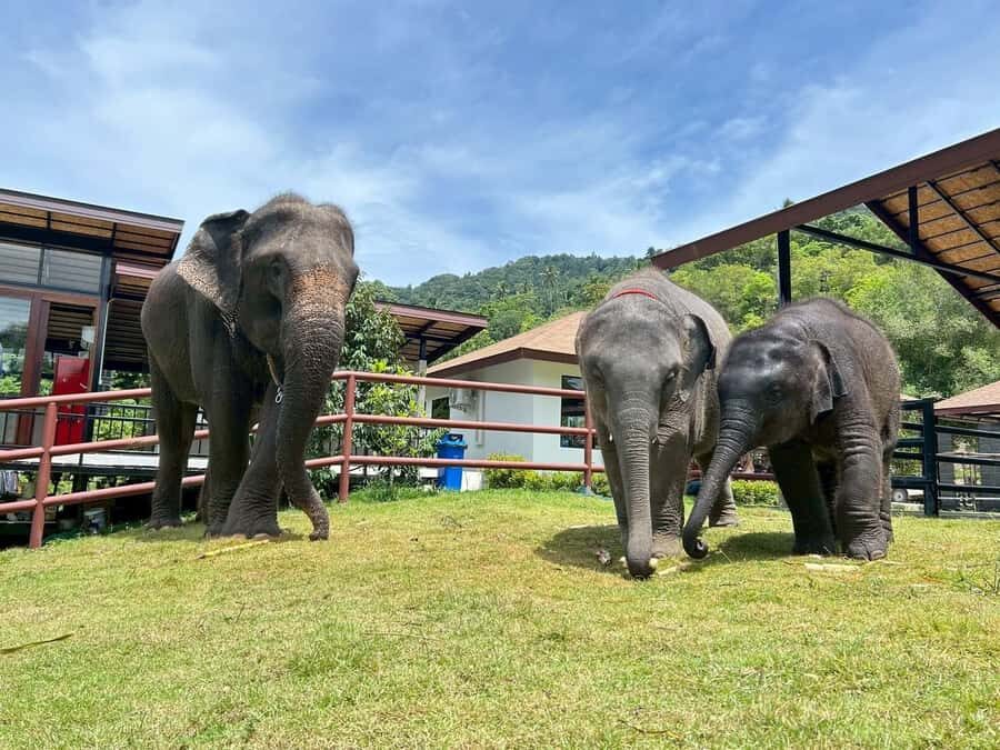 Koh Samui: Half-Day Island Highlights Tour with Hotel Pickup - Timing and How to Not Feel Rushed