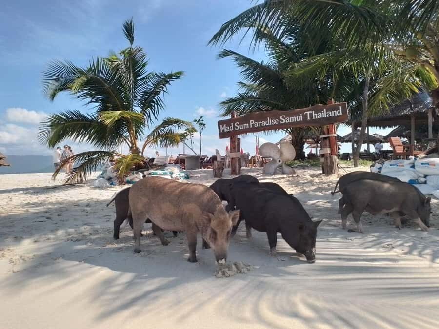 Koh Samui: Island Hopping Adventure in Coral and Pig Island - Key things I’d bet on