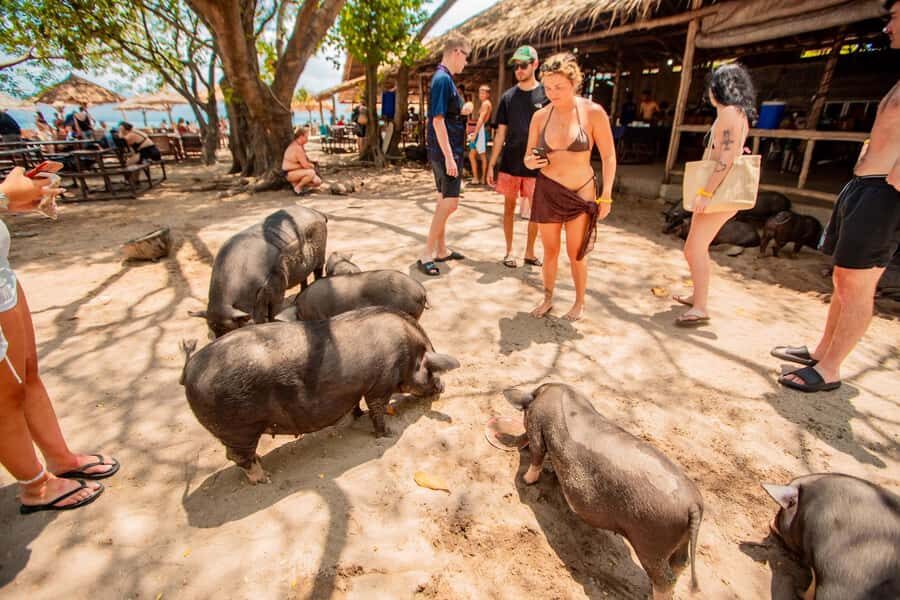 Koh Samui: Pig Island & Koh Tan Speedboat Tour with Lunch - Price and what you actually get for $47