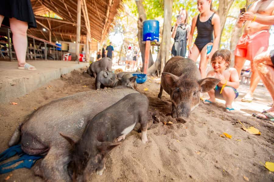 Koh Samui: Pig Island & Koh Tan Speedboat Tour with Lunch - Who this tour is best for