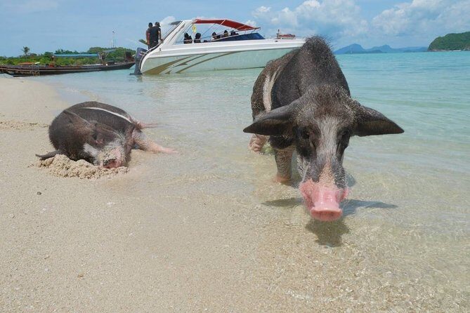 Koh Tan and Koh Madsum Snorkeling Trip By Speedboat From Koh Samui - Koh Madsum (Pig Island): The Beach Day That Steals the Show