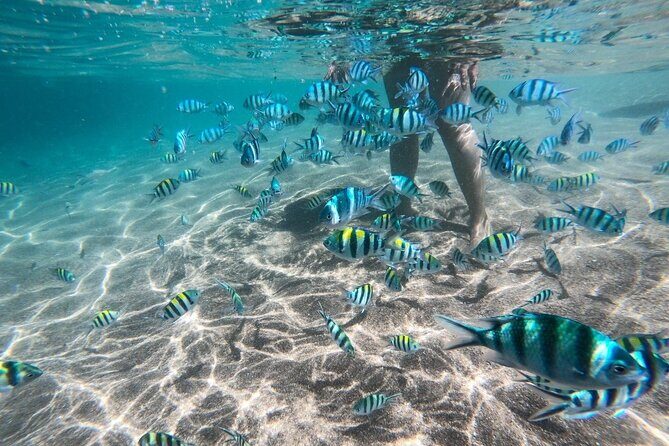 Koh Tao & Koh Nang Yuan Snorkeling Tour by Speed Boat from Samui - Morning Logistics: Pickup, Pier Breakfast, and the 7:45 Start