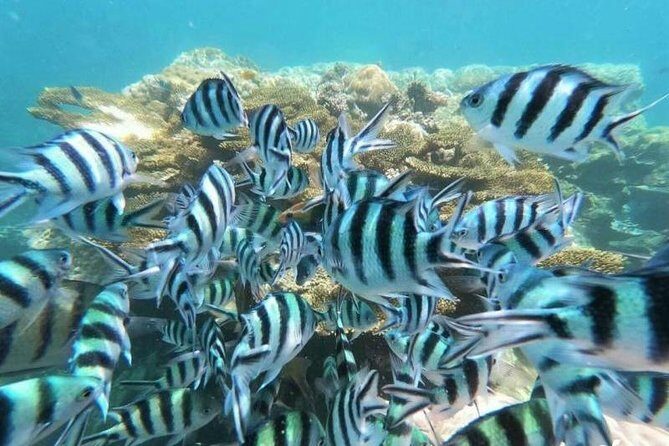 Koh Tao & Koh Nangyuan by Speed Boat (Snorkeling trip from Koh Samui) - Lunch by the beach: a real break, not just a snack
