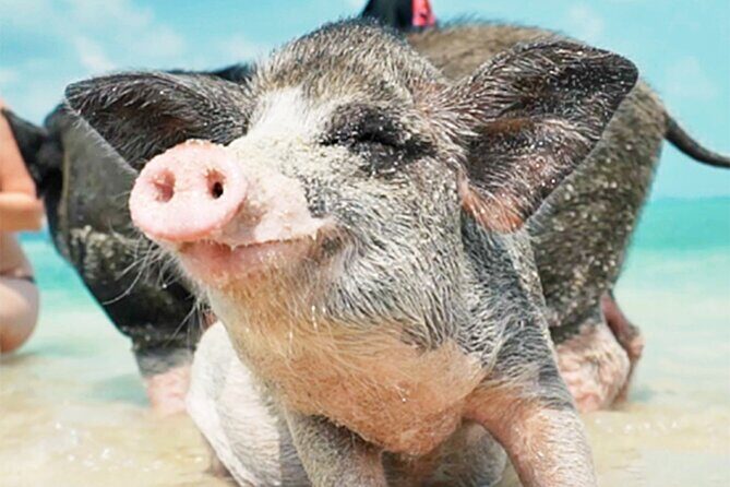 kohsamui.tours - Pig Island Snorkeling Eco Tour by Speed Boat - Key Highlights at a Glance