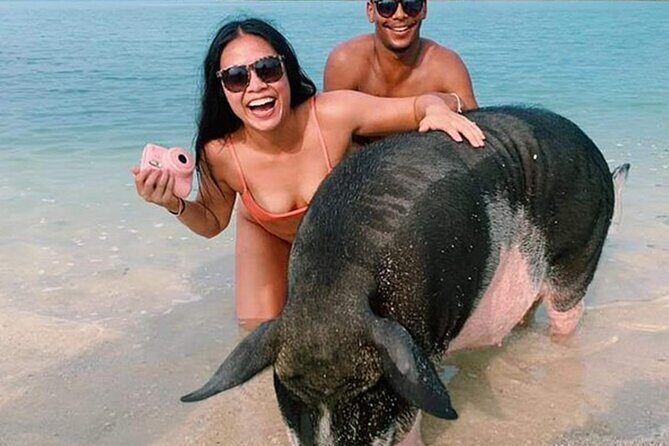 kohsamui.tours - Pig Island Snorkeling Eco Tour by Speed Boat - Why This Pig Island Snorkeling Speed-Boat Trip Works So Well
