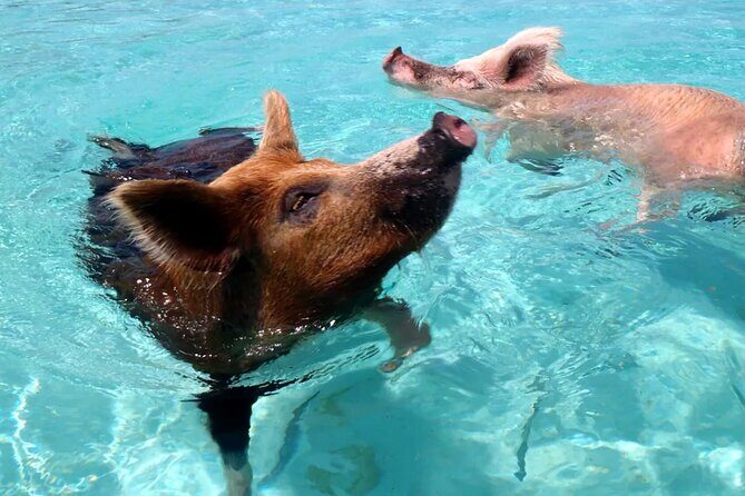 kohsamui.tours - Pig Island Snorkeling Eco Tour by Speed Boat - Koh Mudsum: The Pig Island Beach Moment You Didn’t Expect to Love