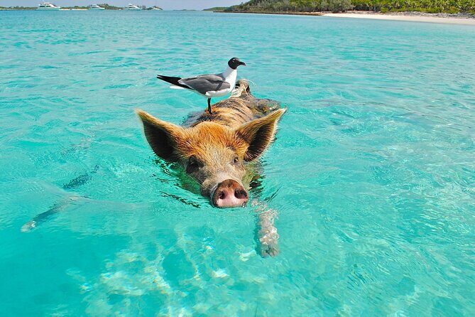 kohsamui.tours - Pig Island Snorkeling Eco Tour by Speed Boat - Lunch on the Beach: Traditional Thai Food at the Right Moment