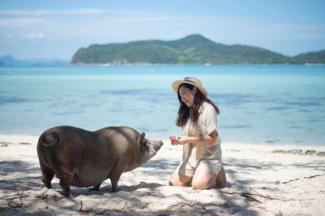 kohsamui.tours - Pig Island Snorkeling Eco Tour by Speed Boat - Price and Value: What $63.15 Buys You (and What It Doesn’t)