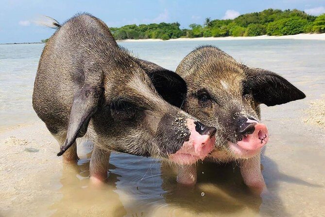 Pig Feeding, Kayaking, Snorkeling Trip at Pig Island By Speedboat From Koh Samui - Koh Samui to Pig Island by speedboat: how the day really flows