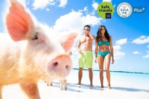 Pig Feeding, Kayaking, Snorkeling Trip at Pig Island By Speedboat From Koh Samui - Pig Island pig feeding: the main attraction up close