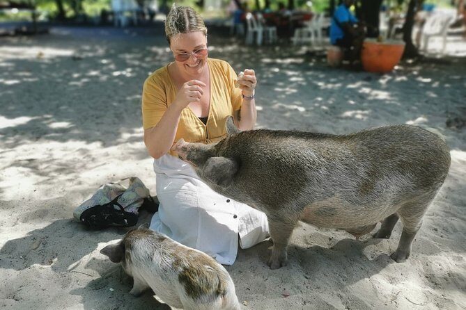 Pig Feeding, Kayaking, Snorkeling Trip at Pig Island By Speedboat From Koh Samui - Koh Tan snorkel time: short, specific, and worth using well