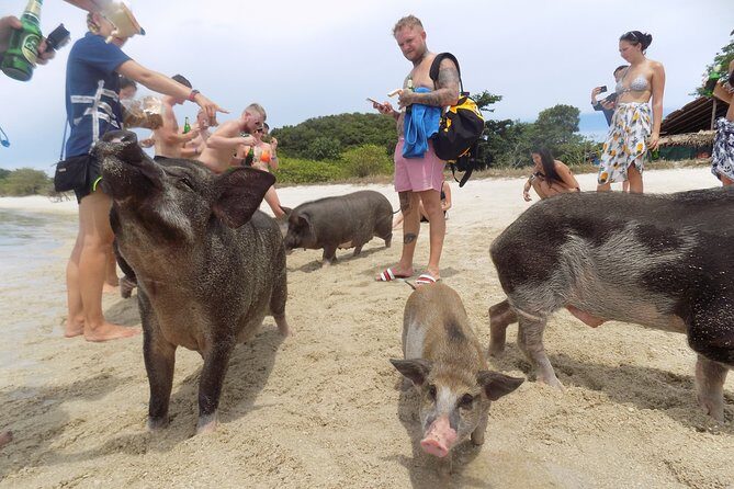 Pig Feeding, Kayaking, Snorkeling Trip at Pig Island By Speedboat From Koh Samui - Ko Mat Sum / Koh Madsum: kayaking, swimming, and beach downtime