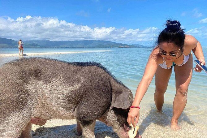 Pig Feeding, Kayaking, Snorkeling Trip at Pig Island By Speedboat From Koh Samui - Food, fruit, and soft drinks: one of the best value signals