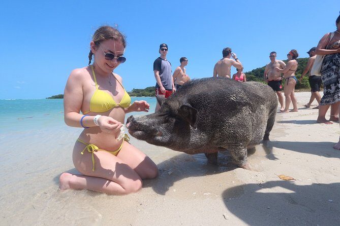 Pig Feeding, Kayaking, Snorkeling Trip at Pig Island By Speedboat From Koh Samui - Price and extras: does $57.92 feel fair?