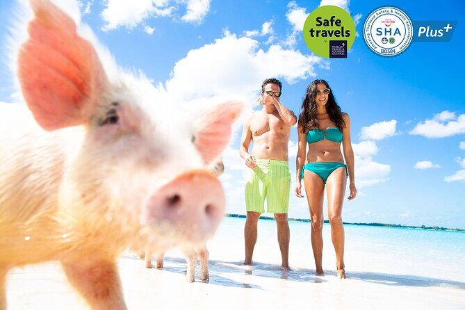 Pig Feeding, Kayaking, Snorkeling Trip at Pig Island By Speedboat From Koh Samui - Pig Island pig feeding: the main attraction up close