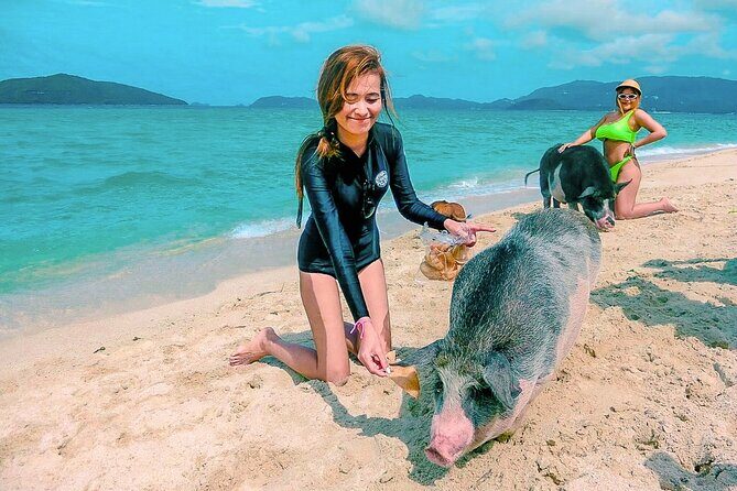 Pig Island (Koh Mudsum) and Koh Tan Tour with Meal from Koh Samui - Pig Island at Koh Mudsum: playtime, pigs, and the THB50 fee